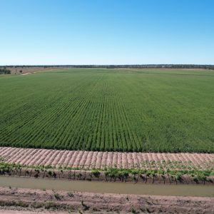 “Echidna Valley” Emerald, QLD