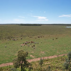 “Rydan” Rubyvale, QLD
