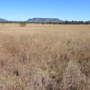 “Mt Walker” Dysart QLD