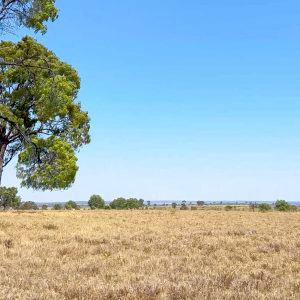 "Carnangarra"  Comet, QLD