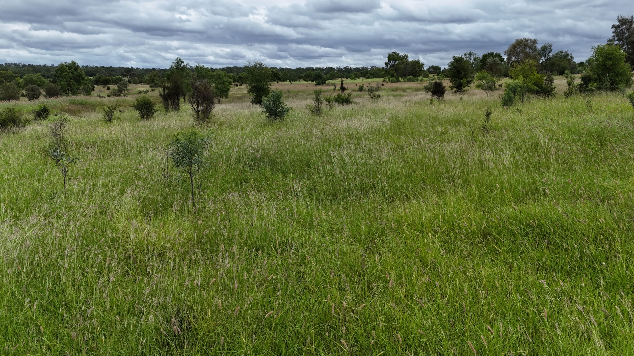 "Bluegrass Plains" - Image 14