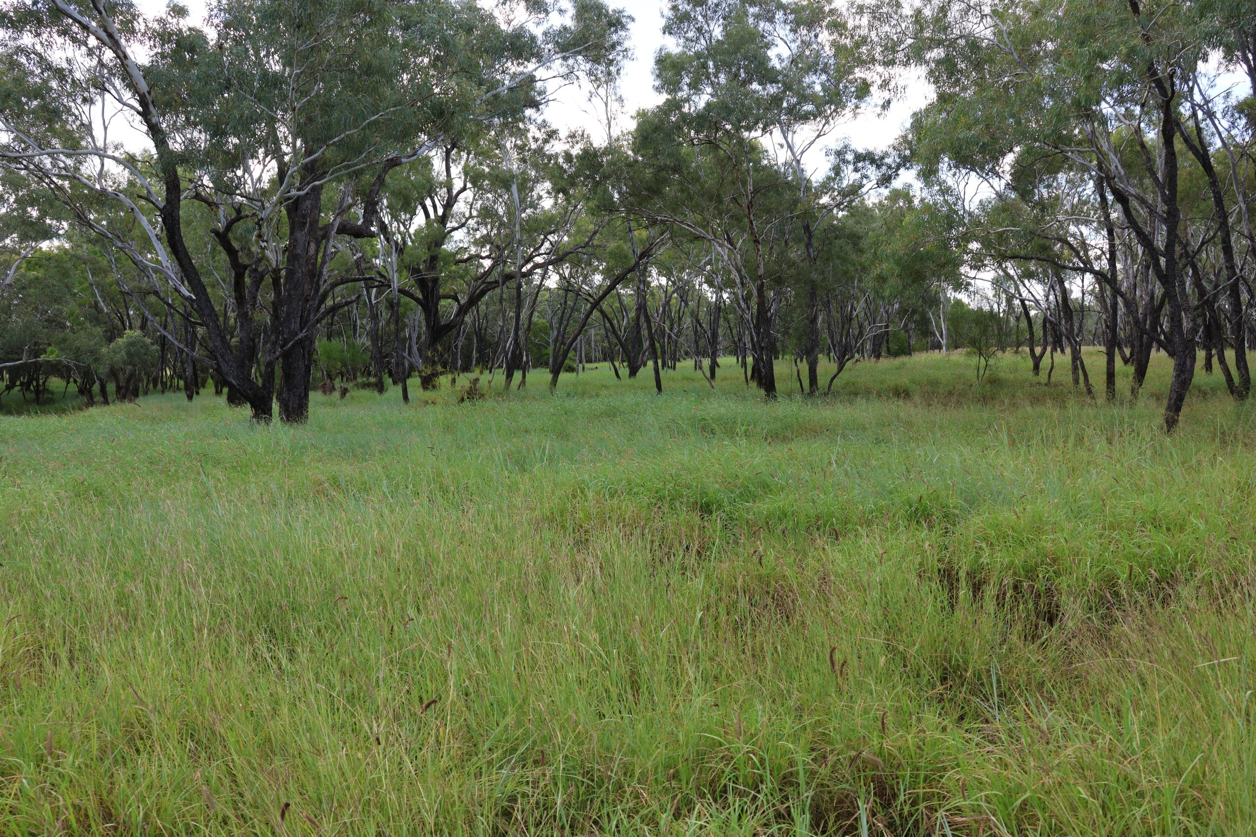 "Matilda Downs" Aggregation - Image 11